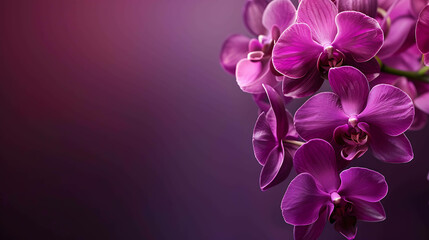 A beautiful and elegant image of purple orchids on a dark background.
