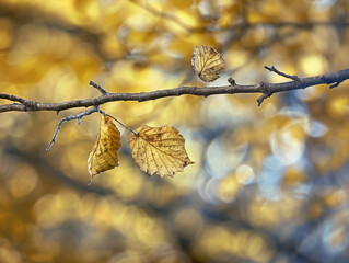 branch background with a bokeh effect, a branch with a few golden autumn leaves background, filled with golden-yellow bokeh circles, enhancing the autumn feel and creating a warm, glowing atmosphere