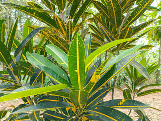 Croton plants have green and yellow leaves © Agus