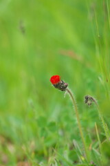 コウリンタンポポ