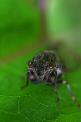 葉に止まったエゾハルゼミ