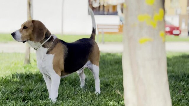 Perro Beagle con collar antiparasitario moviendo la cola mientras mira al frente en un jard&iacute;n. Perro tricolor con orejas grandes 