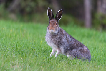 Hare (Lepus timidus)