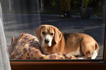 Cute beagle