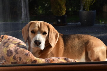Cute beagle