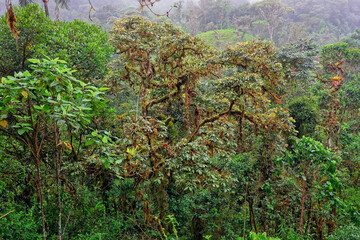 Tropical Rainforest Landscape in Ecuador, nature background