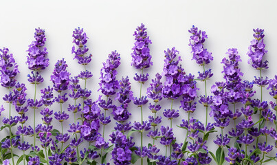 Elegant Lavender Blooms Isolated on White Background in Full Bloom for Tranquility and Aromatherapy