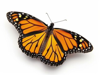 Fototapeta premium A closeup of a monarch butterfly with wings spread 