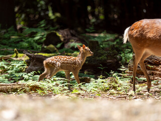 母親の後ろを付いて歩く子鹿