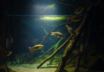 Tropical fish in aquarium in zoo