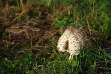 setas, hongos