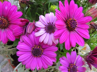 Fototapeta premium bunch of pink chrysanthemum