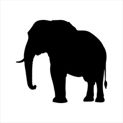 Big male elephant silhouette isolated on white background. Elephant icon vector illustration design.