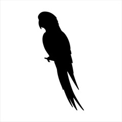Red parrot silhouette isolated on white background. Red parrot icon vector illustration design.