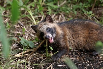 茎をかじるタヌキの子供