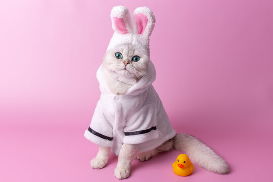 Cute white cat in a hat with bunny ears, in a white coat, on a pink background