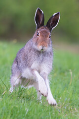 Fototapeta premium Hare (Lepus timidus)