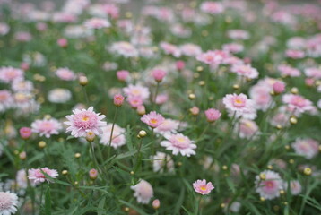 浜名湖ガーデンパークの花壇　2024年5月