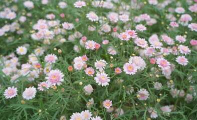 浜名湖ガーデンパークの花壇　2024年5月