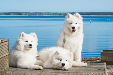 Funny three Young White Samoyed Dog on wooden bridge in park, happiness and friendship