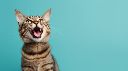 Funny cat with open mouth on blue background.