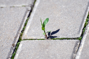 A small sprout makes its way to freedom among the stone pavement