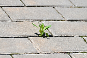 A small sprout makes its way to freedom among the stone pavement