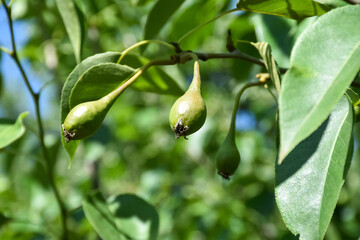 Young pear fruits on a tree in a local garden