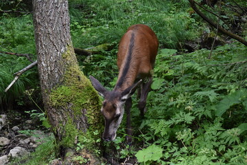 Deer in the forest