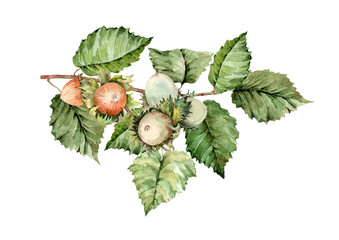 Garden bush with ripe brown hazelnut fruits on a branch with green leaves. Isolated autumn clip art element. Hand drawn watercolor illustration on white background for cards, print, label, banner.