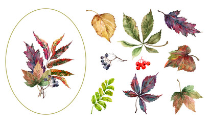 Set of isolated elements of colorful autumn leaves, ripe rowan berries, viburnum. Hand drawn watercolor illustration isolated on white background for cards, wedding invitations, Thanksgiving.