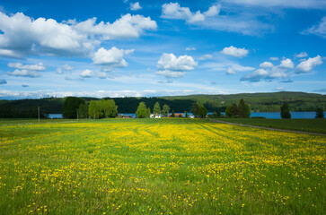Large field of blooming dandelion flowers, rural houses in the distance near lake with forested hills on horizon on sunny summer day fluffy clouds in blue sky, lake Upper Fryken in V&auml;rmland, Sweden