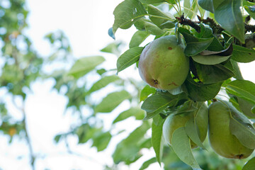 Pears tree branch in the summer garden.