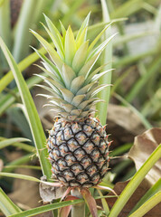 pineapple fruit on a bush.