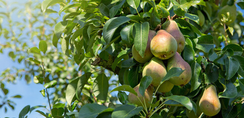 Pears tree branch in the summer garden.