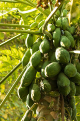 papaya fruit on trunk as background.