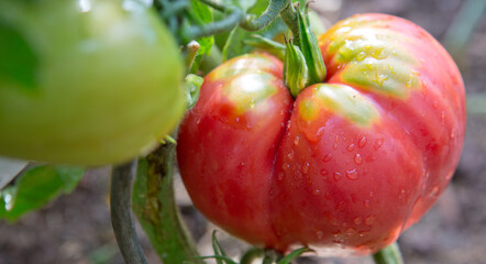 Large red beefsteak tomatoes in the home garden .
