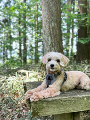 森の中で休憩するかわいいアプリコットの小型犬【マルプー】