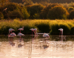 flamingos feeding in the lagoon, in the golden hour