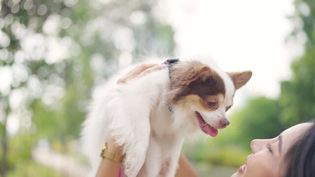 Asian woman playing with chihuahua dog at pets friendly dog park. Domestic dog with human dog moms enjoy urban outdoor lifestyle in the city on summer vacation. Pet Humanization pet parents concept.