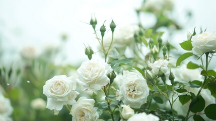 White roses in full bloom in the garden against a white backdrop