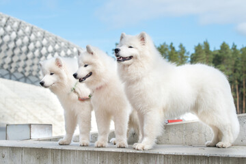 Funny three Young White Samoyed Dog in stadium park, happiness and friendship