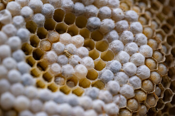 wasp honeycombs Close-up, Natural bees nest, insect habitat with larvae, wasp eggs, colony Vespula...