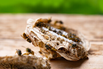 wasp honeycombs, Natural bees nest, insect habitat with larvae, wasp eggs, life cycle Vespula...