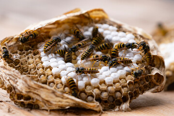 wasp honeycombs, Natural bees nest, insect habitat with larvae, wasp eggs, life cycle Vespula...