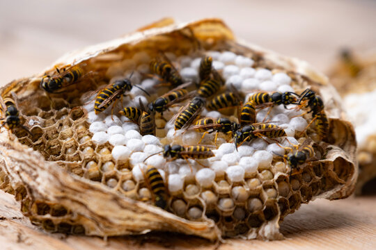 wasp honeycombs, Natural bees nest, insect habitat with larvae, wasp eggs, life cycle Vespula vulgaris, potential hazard