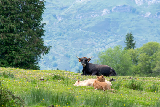 cow on the meadow