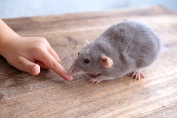 close up positive child playing with Funny gray decorative domestic Fancy rat, Rattus norvegicus...