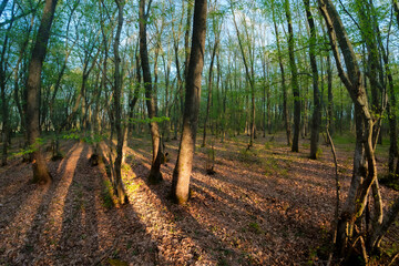 Afternoon in the forest. The long shadows of the tree trunks create a melancholic atmosphere....