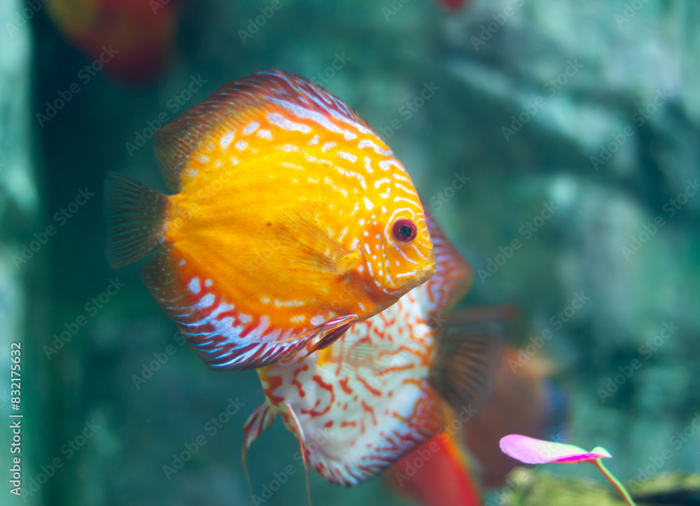 Wall mural Discus (Symphysodon) fishes swimming underwater in an aquarium